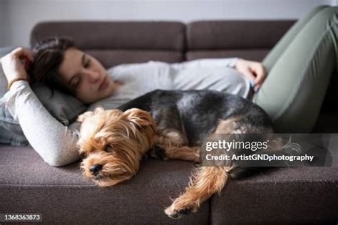 Dog Tearing Up Furniture Photos And Premium High Res Pictures Getty