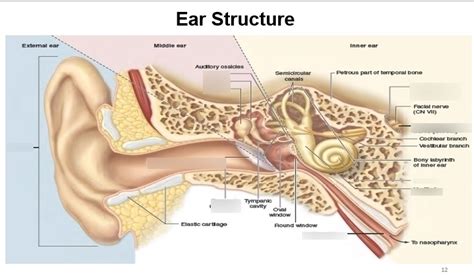 Ear Labelled Diagram Quizlet Sexiz Pix