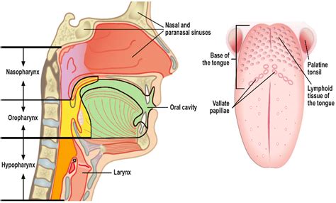 Squamous Papilloma Tongue