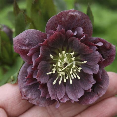Морозник Double Ellen Purple • купити Морозник Double Ellen Purple за ...