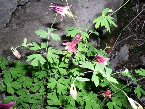 Aquilegia canadensis