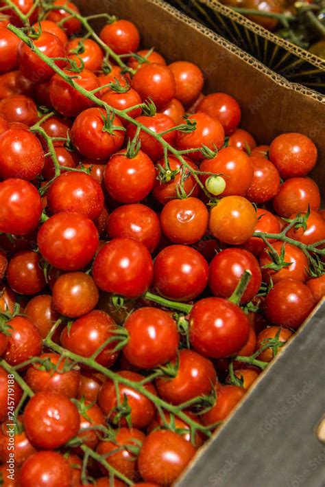 Tomates Produzidos No Brasil Stock Photo Adobe Stock