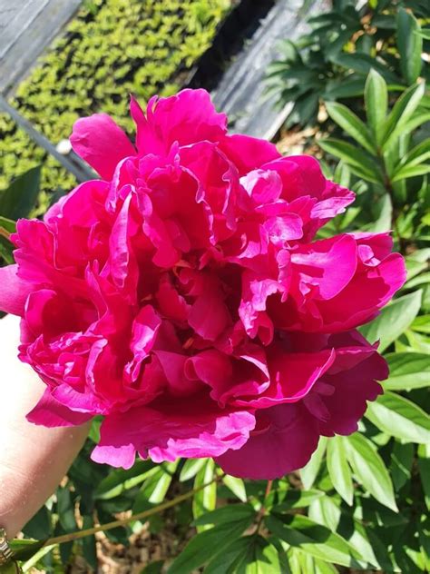 Купить пион Макинак гранд в Минске, Беларуси