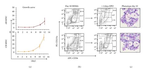 Mnc From Ab And Cb Generate Great Numbers Of Ebs Under Hema Conditions