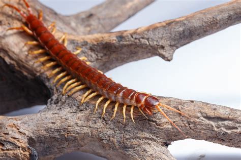 What You Should Know About Centipedes Bugtech