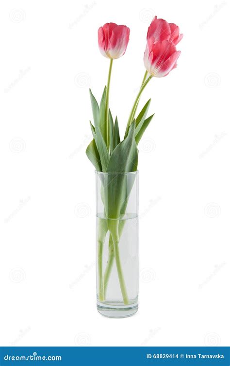 Pink Tulips Bouquet In Vase Isolated On White Stock Photo Image Of