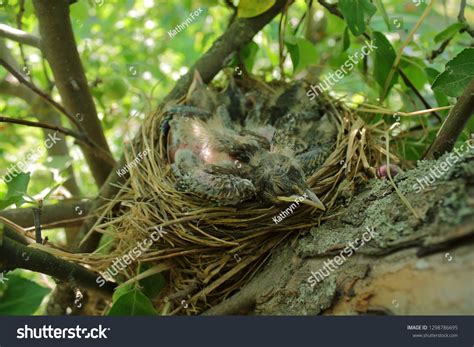Naked Chicks Nest Small Chicks Without Stock Photo 1298786695 Shutterstock