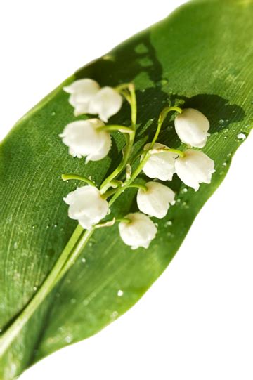 Lily Of The Valley Valley Medicine Petal Smell Flora Medicine Png