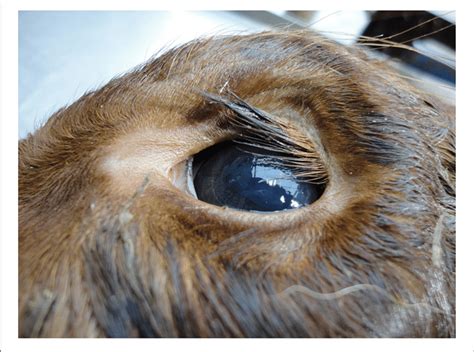 Enophthalmos Sunken Eye In A Calf With Dehydration Download