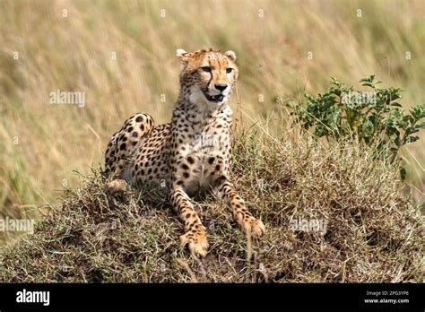 Cheetahs in the savannah of africa Stock Photo - Alamy