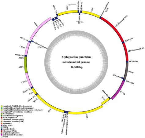 Full Article The Complete Mitochondrial Genome Of The Spotted Knifejaw