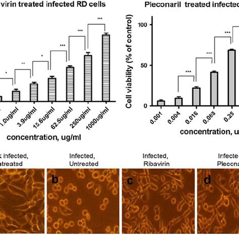 Cytopathic Effect CPE Of RD Cells Induced By EV71 Infection And