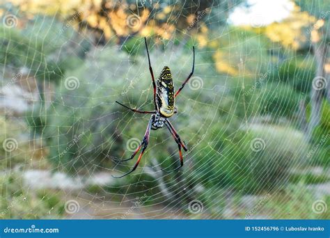 Red Legged Golden Orb Weaver Spider Female Nephila Inaurata Madagascariensis Resting On Her