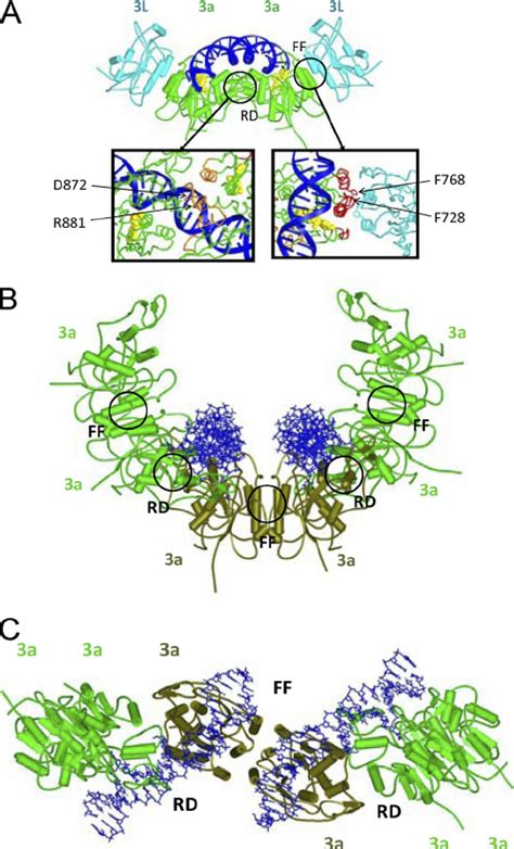 Models Of Dnmt A C L C Heterotetramer And Dnmt A C Oligomers In