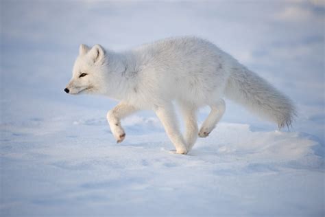 How Amazing Arctic Animals Survive An Alaskan Winter | Alaska ...