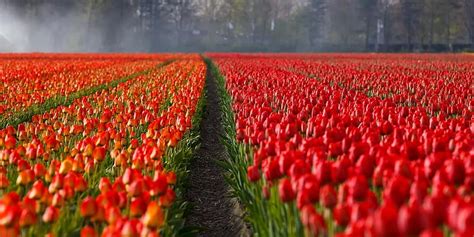 Tulips Tulip Field Tulip Fields Spring Blossomed Tulpenbluete