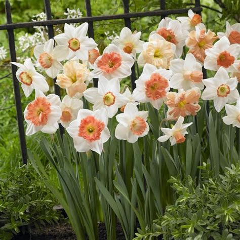 Garden State Bulb 14 16 Cm Daffodil Pink Mixed Flower Bulbs Bag Of 100