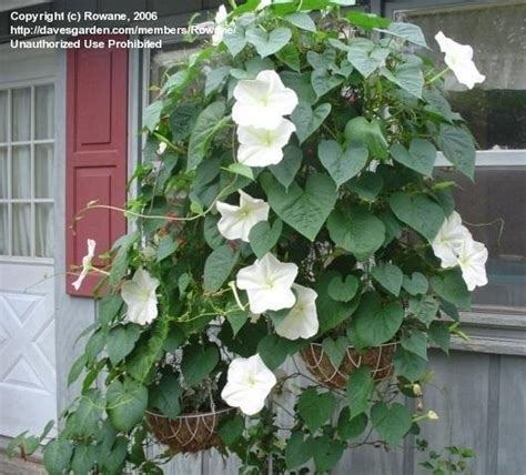 Plantfiles Pictures Ipomoea Species Moonflower Moon Vine Giant