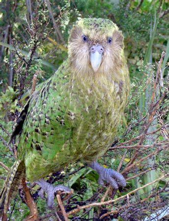 51 Best Kakapo green flightless parrots images | Flightless parrot ...