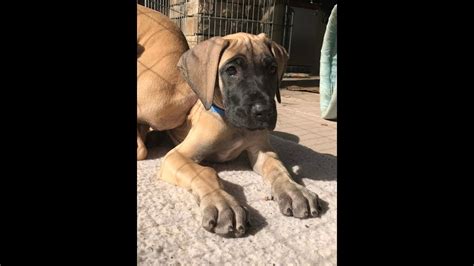 Finn The Great Dane Puppy 8 Month Update Youtube