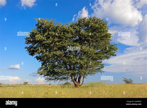 African Camel Thorn Tree Vachellia Erioloba In Grassland South