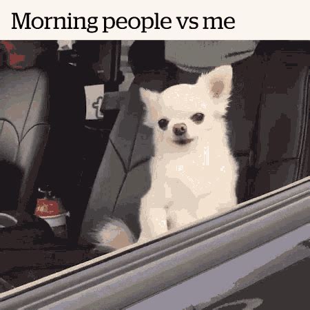 Doggo Sleepy GIF - Doggo Sleepy Morning - Discover & Share GIFs