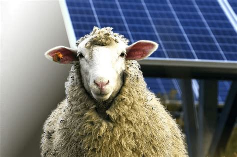 Colorado Solar Project Adds Sheep For Greater Green Dividends Garden And Health