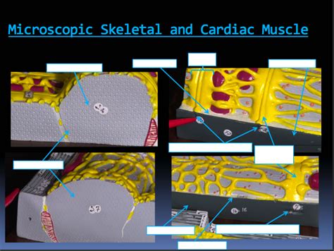 Microscopic Skeletal And Cardiac Muscle Diagram Quizlet