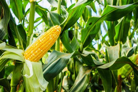 Corn Plant Pictures