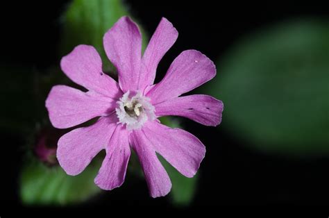 Kostenlose Foto Natur Wald Bl Hen Fotografie Blatt Blume Lila