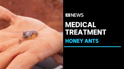 Honeypot Ants In Australia S Outback Could Hold Key To New Medical