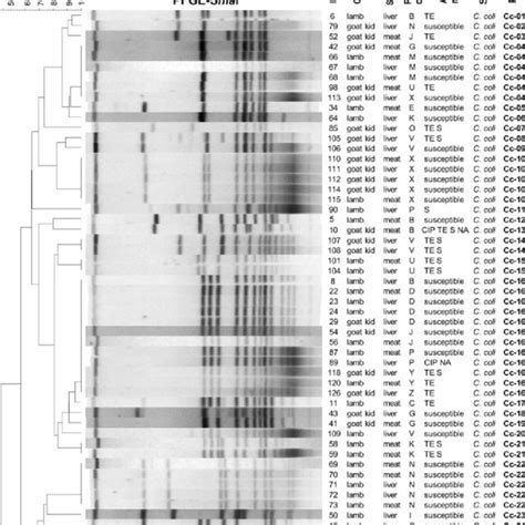 Dendrogram Of Smai Pulsed Field Gel Electrophoresis Pfge Types And