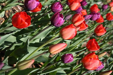 Red And Purple Tulips Photograph By Dora Sofia Caputo Pixels