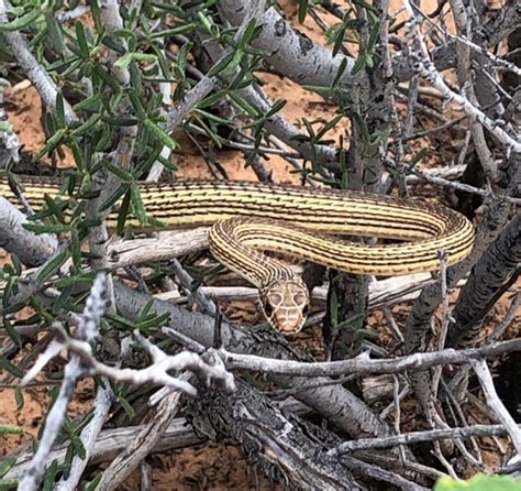 Desert Striped Whipsnake Subspecies Masticophis Taeniatus Taeniatus