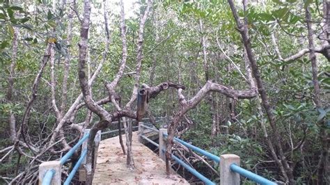 Pesona Hutan Mangrove Desa Ekowisata Bahoi Di Minut Sulawesi Utara