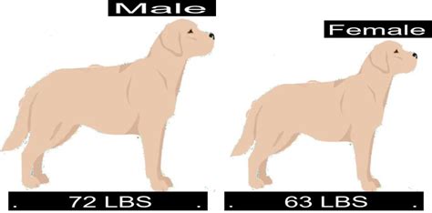 Labrador Retriever Growth Chart Labrador Retriever Weight Calculator