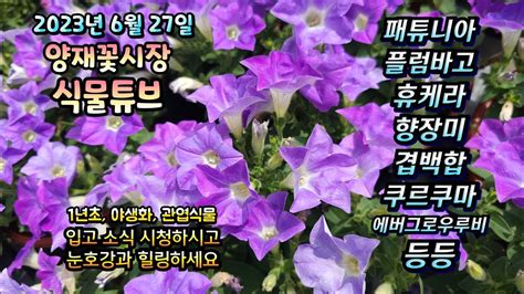 양재꽃시장 식물튜브 23년 6월 27일 입고영상 시청 하시면서 힐링 하세요~ 양재꽃시장 식물튜브 월동 관엽 식물아빠