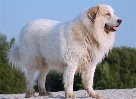 White Tibetan Mastiff Dog