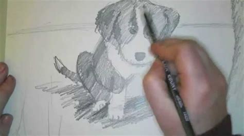 How To Draw A Border Collie Puppy Youtube