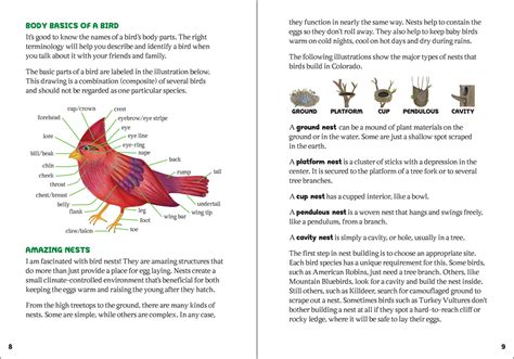 The Kids Guide To Birds Of Colorado Adventurekeen Shop