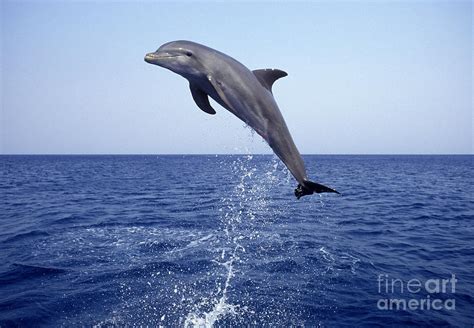 Leaping Bottlenose Dolphin Photograph by Francois Gohier - Pixels