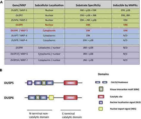 A List Of The Mammalian Dual Specificity MAP Kinase Phosphatases Broken