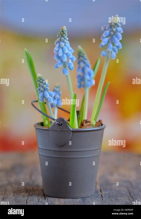 Muscari botryoides flores también conocido como azul jacinto de la uva