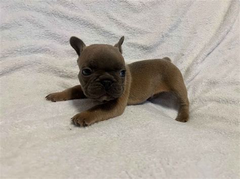 French Bulldog (Frenchie) Puppies For Sale In Mississippi