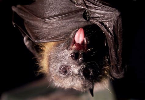 First Person in U.S. Dies from Vampire Bat Bite, CDC Reports | IBTimes