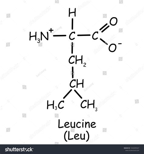 amino acid chemical structure leucine leu stock illustration