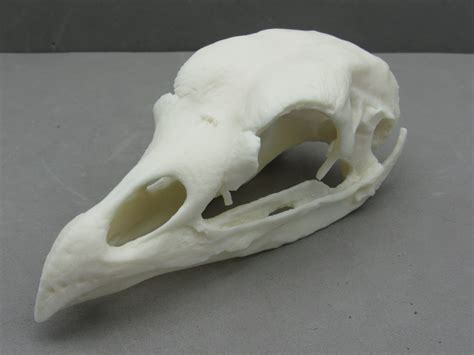 Extra Detailed Replica Capercaillie Bird Skull Ornithology