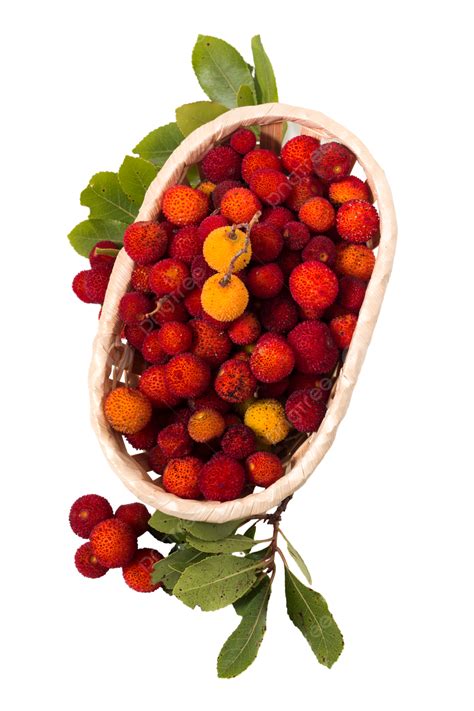 Madroño Madroño Unedo Fruta Natural PNG , Cesta, Hoja, Lleno PNG Imagen para Descarga Gratuita ...