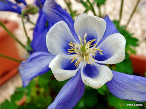 La Rioja De La A A La Z AQUILEGIA CAERULEA Flor