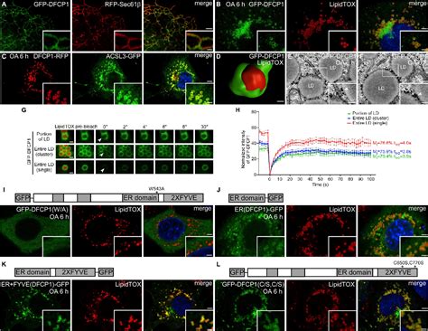 Figure From The Er Localized Protein Dfcp Modulates Er Lipid Droplet